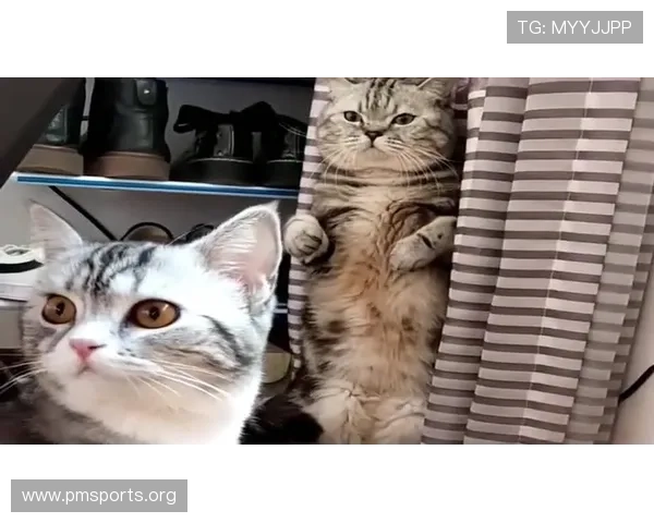 猫先生带你解锁城市角落里的温暖故事与奇妙生活灵感日常观察指南